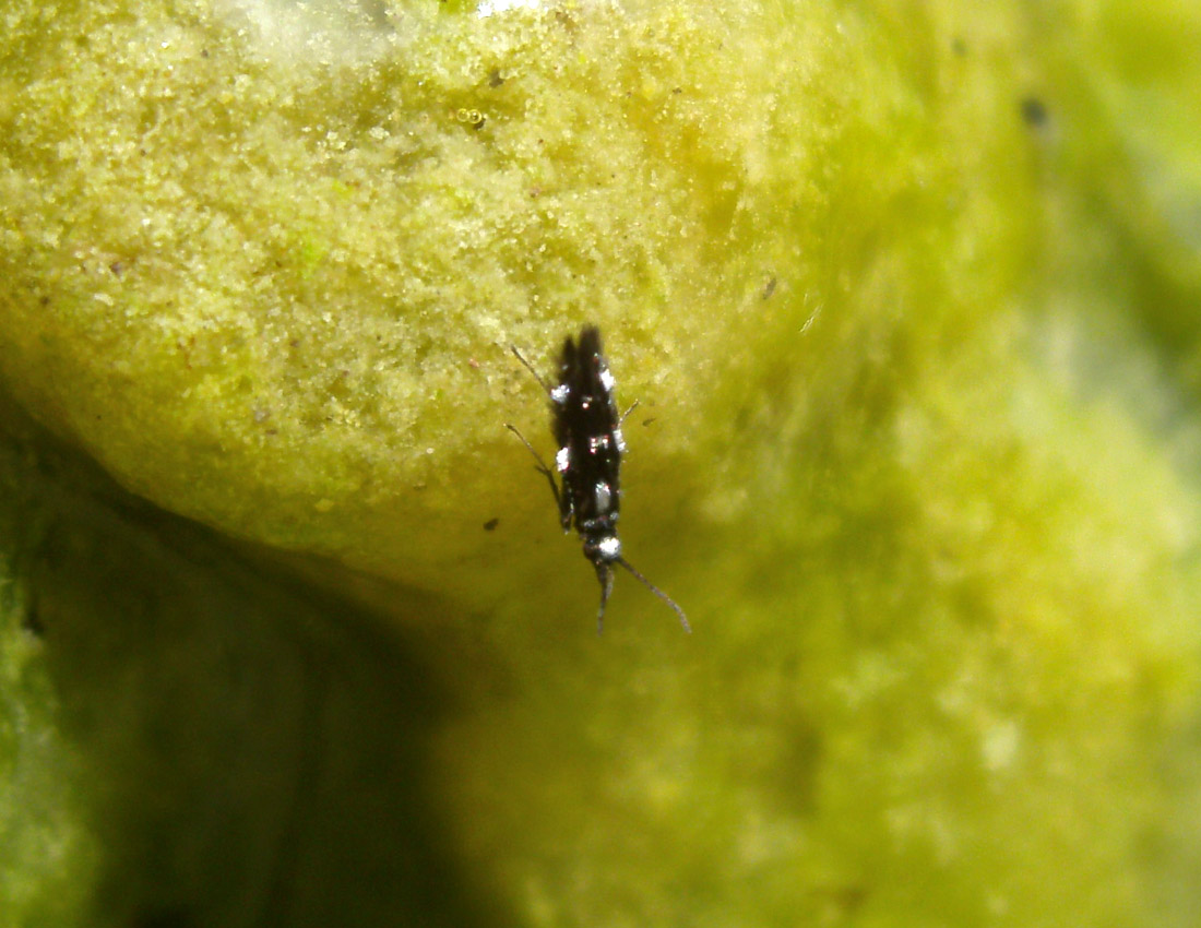 Hydroptilidae di Framura (SP)